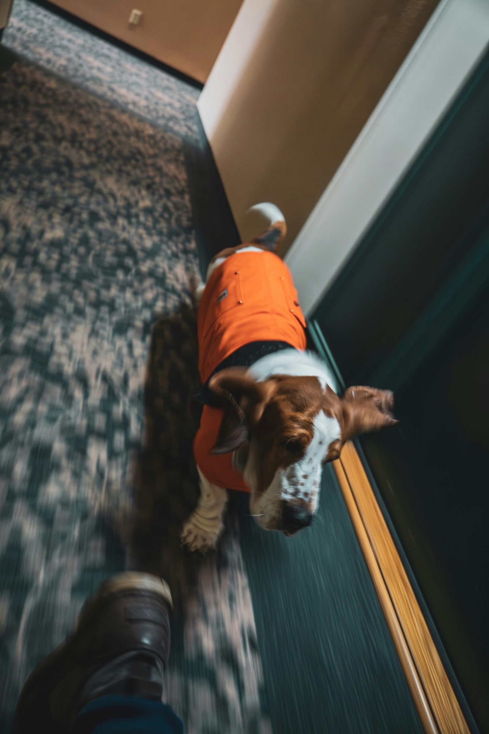 Basset hound running down a hallway
